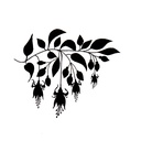 Lavinia Clear Stamps - LAV157 Fuchsia